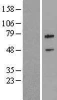 BIRC3 / cIAP2 Protein (Over-Expression Lysate Myc-DDK (Flag))