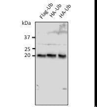 Ubiquitin Antibody