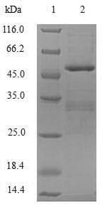 Human APOBEC3C Protein (Recombinant GST, N-terminus)