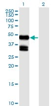 MSTN / GDF8 / Myostatin Antibody (clone 2D8)