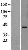 DHODH Protein (Over-Expression Lysate Myc-DDK (Flag))