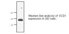 Monoclonal Mouse anti-Human SCD1 / SCD Antibody (clone CD.E10, IHC, WB)