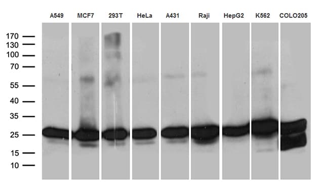 PSMA7 Antibody (clone OTI1G1, Carrier-free)