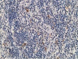 PRKAR1B Antibody (clone OTI2A3)