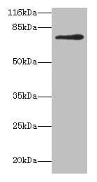 MTHFR Antibody (aa1-656)
