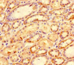 CXCL11 Antibody