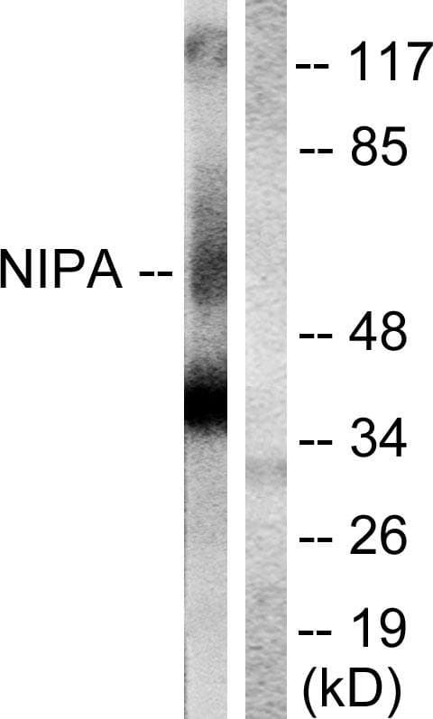 ZC3HC1 / NIPA Antibody (p354)