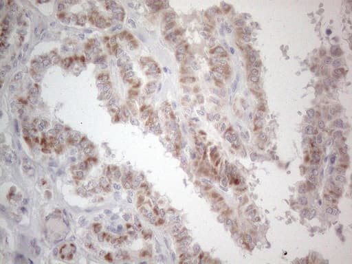 PD-L2 / PDCD1LG2 / CD273 Antibody (clone OTI6C3)