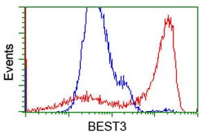 VMD2L3 / BEST3 Antibody (clone OTI1B6)