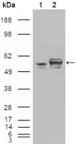 IHC-plus™ Monoclonal Mouse anti-Human CALR3 Antibody (clone 1G6A7, IHC, IF, WB)