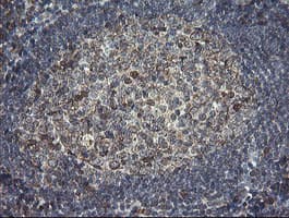 PDIA3 / ERp57 Antibody (clone OTI3E1)