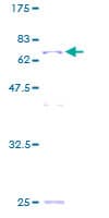 Human DDX39B / UAP56 Protein (Recombinant GST)