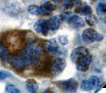 BAX Antibody (clone E63, Ready-to-Use)