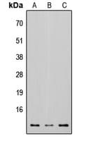 Osteocalcin Antibody (Internal)