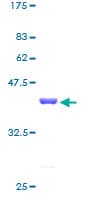 Human MTPN / Myotrophin Protein (Recombinant GST)