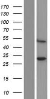 SPRYD5 Protein (Over-Expression Lysate Myc-DDK (Flag))