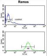 NUCKS1 Antibody (aa45-73)