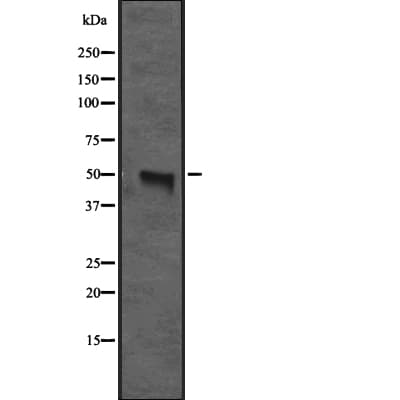 CX3CR1 Antibody