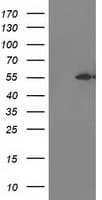 ITFG2 Antibody (clone OTI3C4)