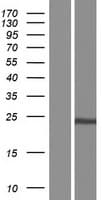 MOB4 / PHOCN Protein (Over-Expression Lysate Myc-DDK (Flag))