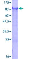 Human ZNF446 Protein (Recombinant GST)