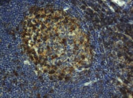 CD4 Antibody (clone OTI8H3)