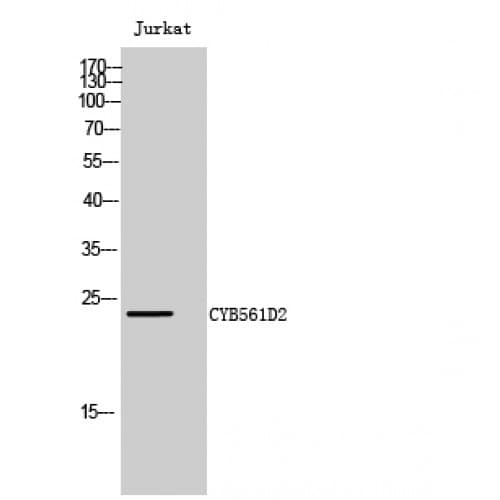 CYB561D2 Antibody (30-110 aa, Internal)