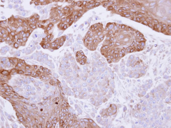 Polyclonal Rabbit anti-Human FGD4 Antibody (aa49-327, IHC, WB)