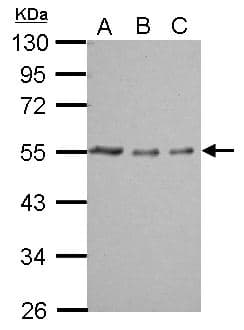 TUBA1A / Tubulin Alpha 1a Antibody (aa37-276)