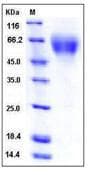 Mouse TNFRSF21 / DR6 Protein (Recombinant His,C-terminus)