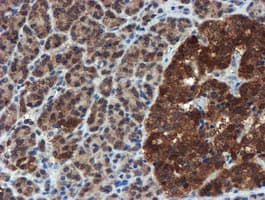 XTP4 / C17orf37 Antibody (clone OTI2D2)