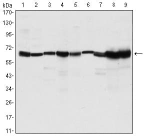 PRMT4 / CARM1 Antibody (clone 3H2)