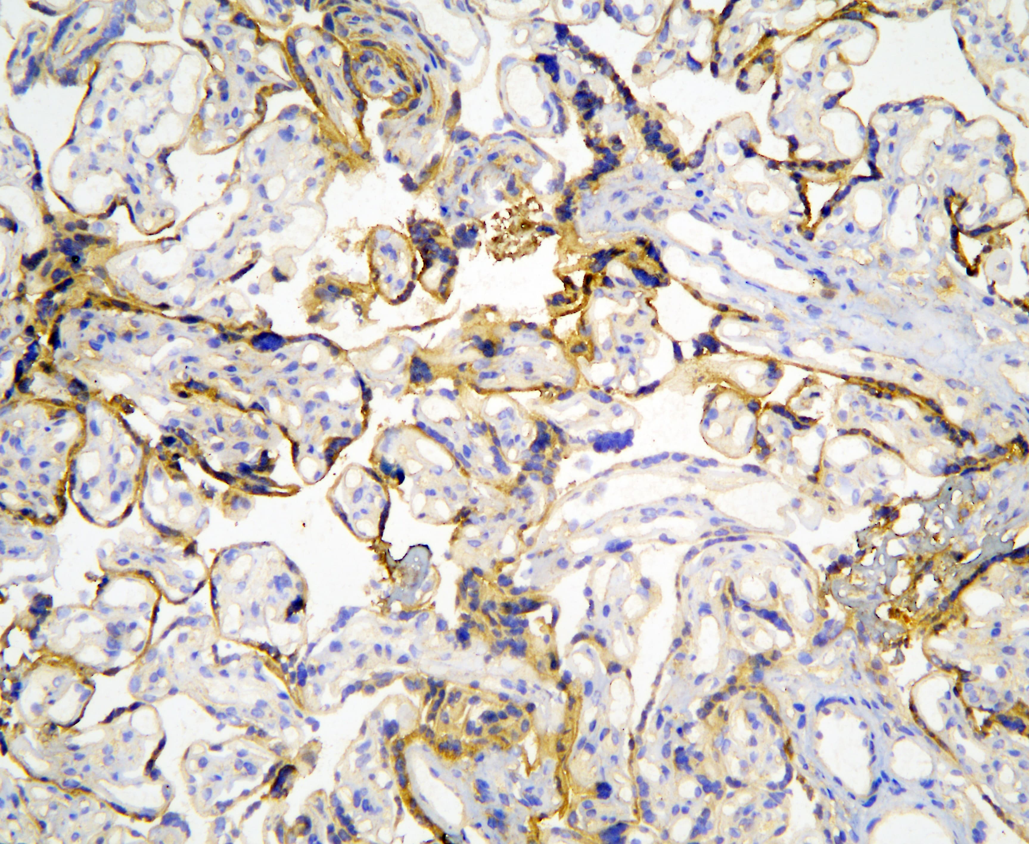 CASP4 / Caspase 4 Antibody