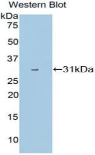 CYP1A1 Antibody (aa1-250)