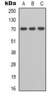 ZAP70 Antibody (C-Terminus)