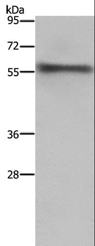 FKBP38 / FKBP8 Antibody
