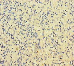 SLAMF8 Antibody