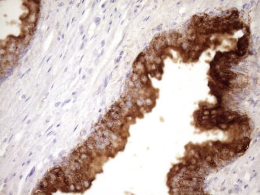 ANPEP / CD13 Antibody (aa668-967, clone 2F10, Carrier-free)