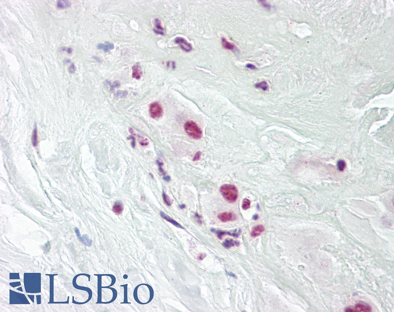IHC-plus™ DPPA4 Antibody (aa1-50)