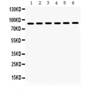 HSP90AA1 / Hsp90 Alpha A1 Antibody (aa454-488)
