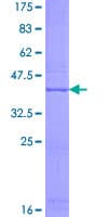 Human NAT8L Protein (Recombinant GST)
