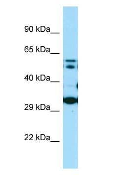 COQ7 Antibody (aa69-118)