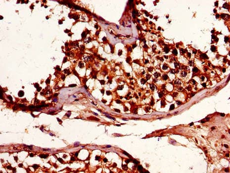 SMURF1 Antibody