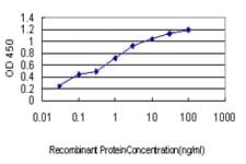 Monoclonal Mouse anti-Human LETM1 Antibody (clone 6F7, IHC, IF, WB)