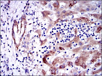GSTM1 Antibody (clone 1H4A4)