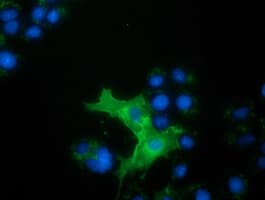 L1CAM Antibody (clone OTI2G5)