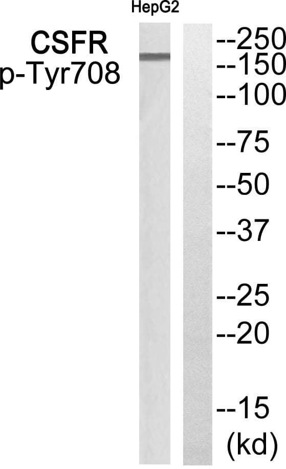 CSF1R / CD115 / FMS Antibody (phospho-Tyr708)