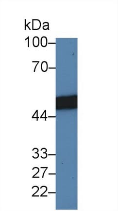SFTPD / Surfactant Protein D Antibody (aa45-221, APC)
