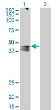 AVPR1A / V1a Receptor Antibody (clone 7B8)