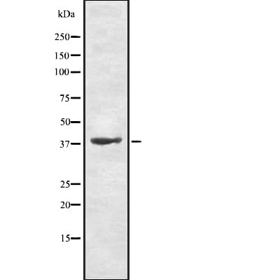 TAAR9 Antibody